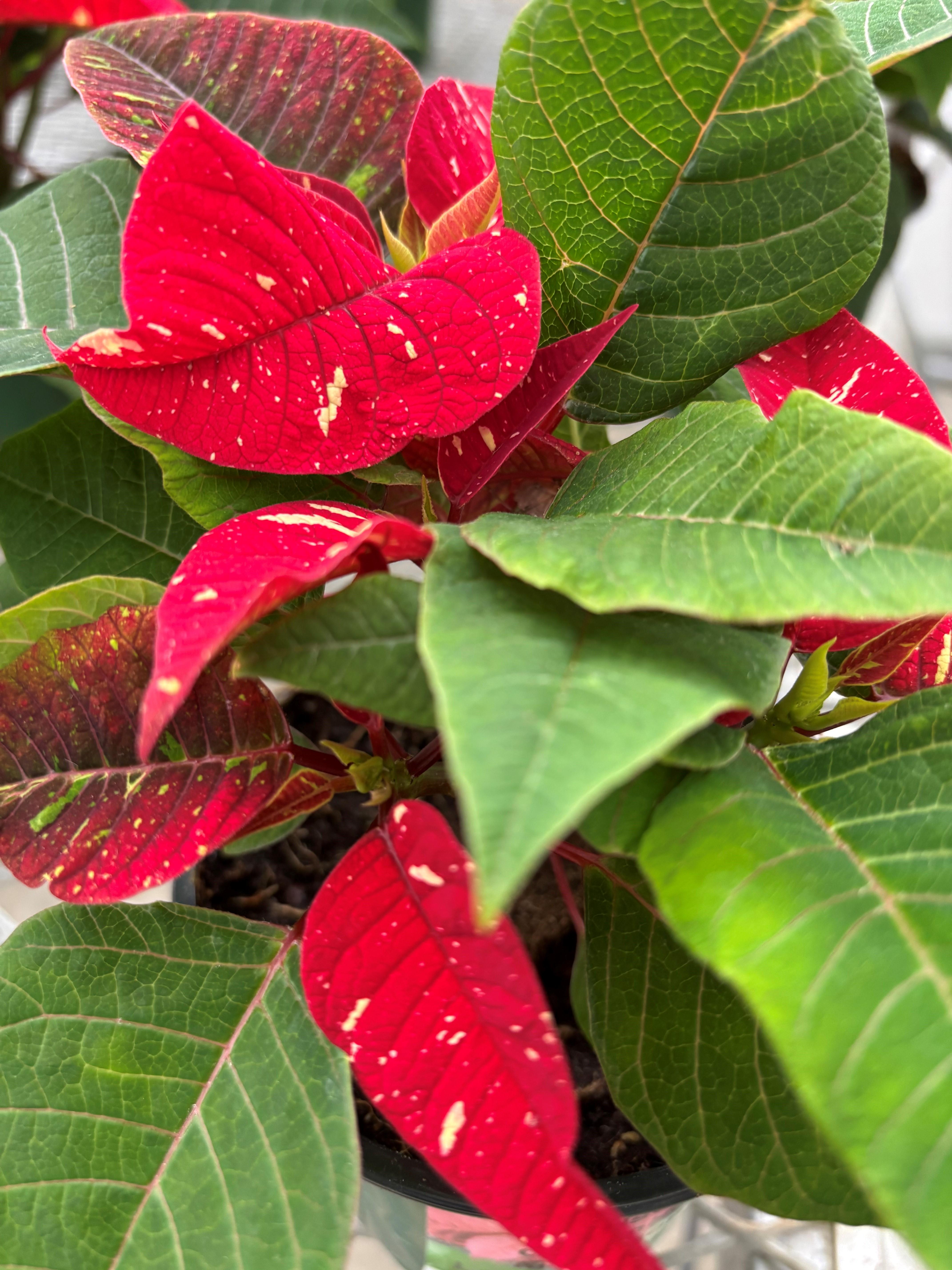 Red poinsettia plant with green leaves - close up